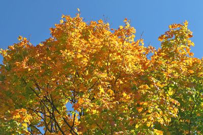 Autumn Topping
