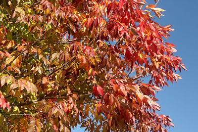 Turning to Fall
