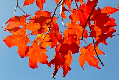 Fall Burns