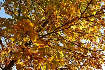 Fall Hickory