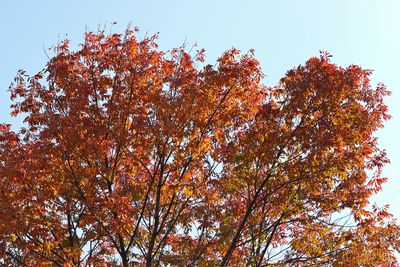 Autumn Ash