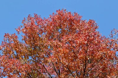 October Orange
