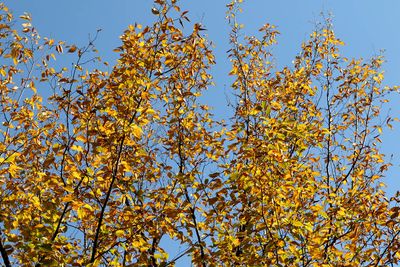 Autumn Gold
