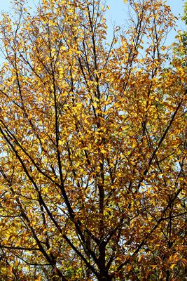 Golden Light