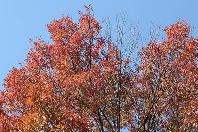 Gone by November