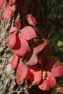 Fall Creeping In