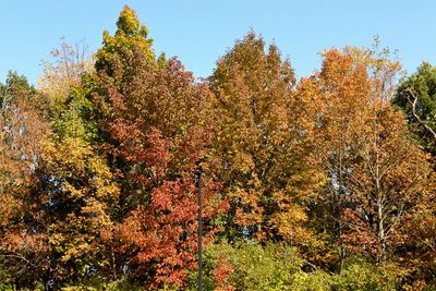 Fall Lineup