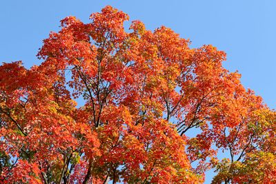 October Maple