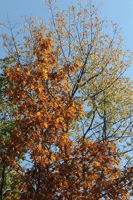 Color in Pairs