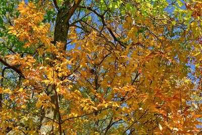 Fall Color From Summer Green