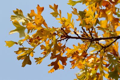 Oak Orange