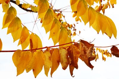 Fall Flags