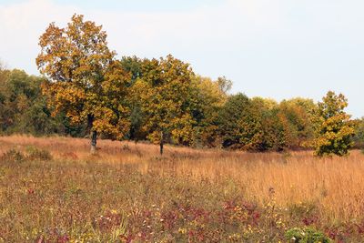 Fall at the Fen
