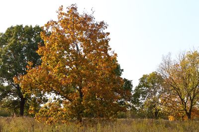Golden October
