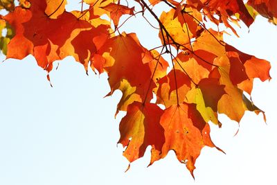 Marmalade Sky