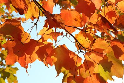 Orange Overhead