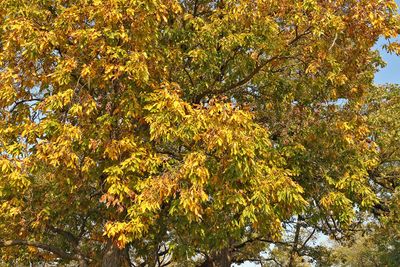 Golden Hickory