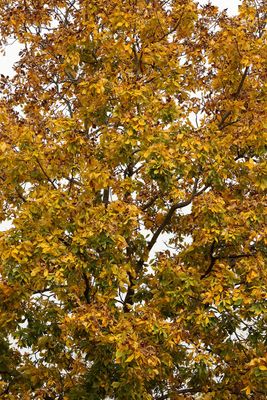 Leaves of Gold