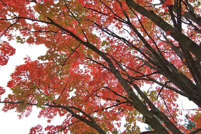 Fall Branches