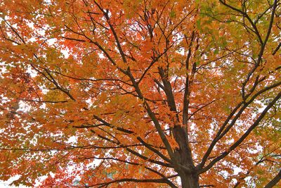 Autumn Above