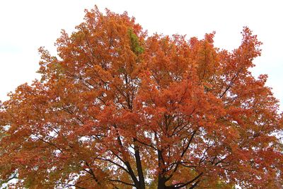Orange in October