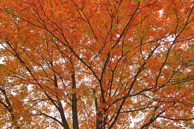 Wall of Color