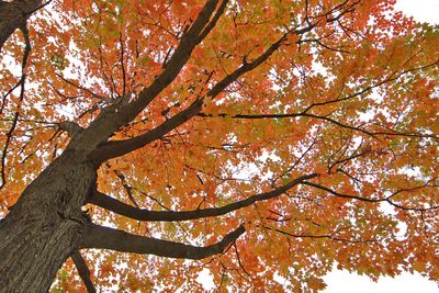 Color Up the Trunk