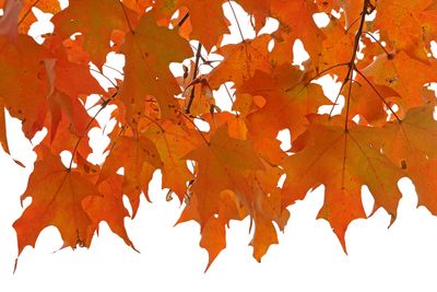 Autumn Orange