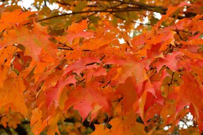 October Maple 