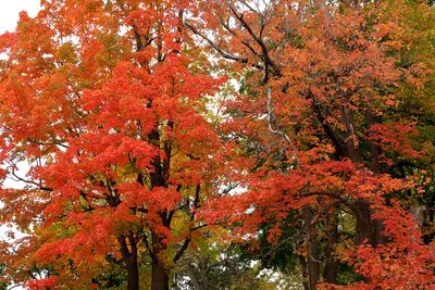 Delicious Fall Color
