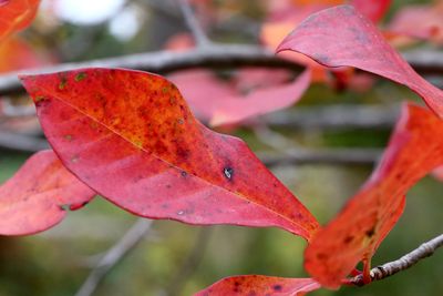 Fall Burn