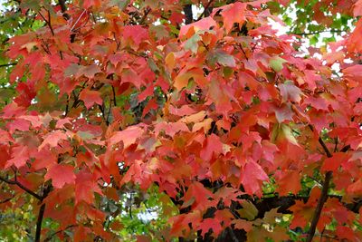 Fleeting Fall