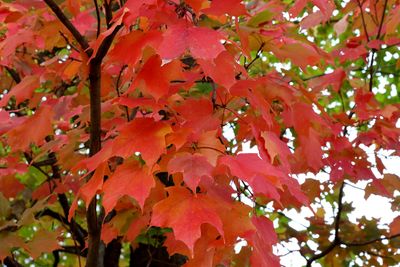 Red From Green