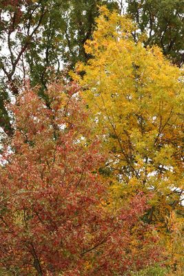 Fall Pose