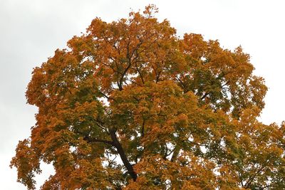 Autumn Tan