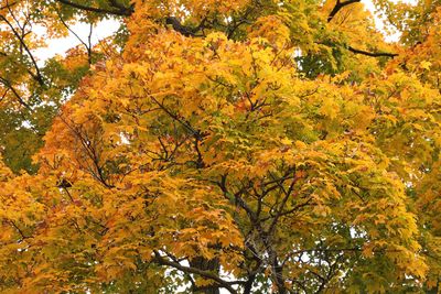 October Gold