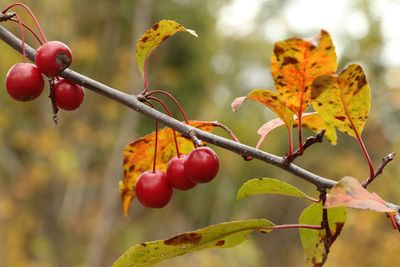 Fall Fruit