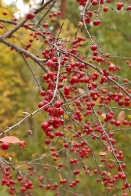 Small Apples