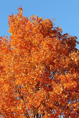Autumn Hues