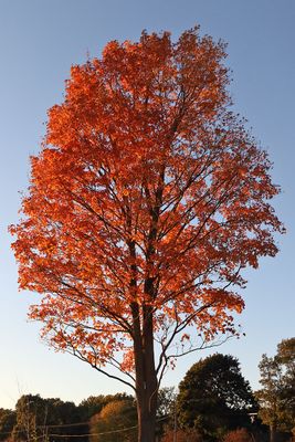 Fall at Sunset