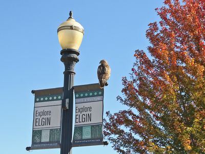 Hawk on a Break