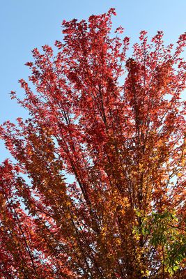 Fall in Festival Park