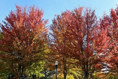 Fall Festival