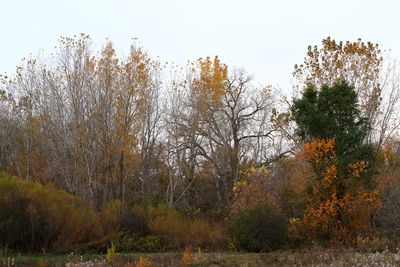 Fall Fading
