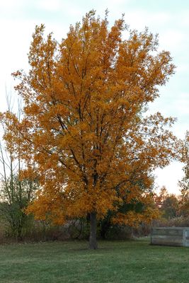 Autumn Hue