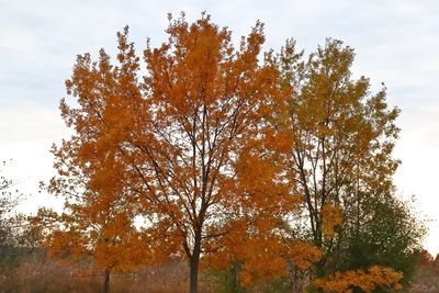October in Orange