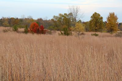 Prairie Fall
