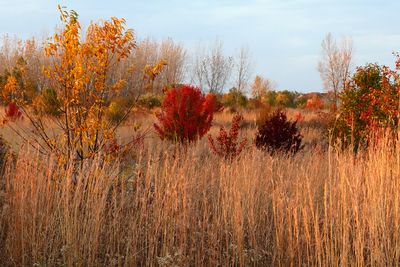 Late on an October Day