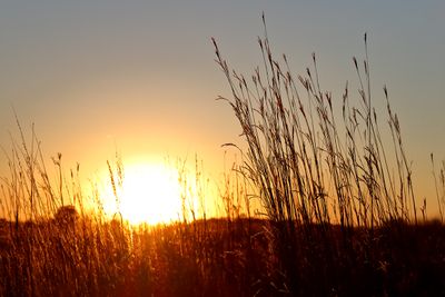 Tall Grass Sunset
