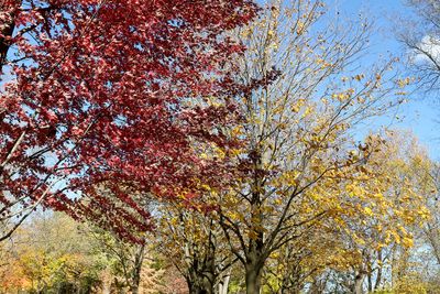 Fall Photo Bomb